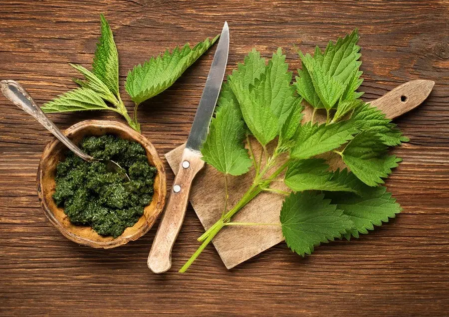 Za bylinkami do zahrady: KOPŘIVA