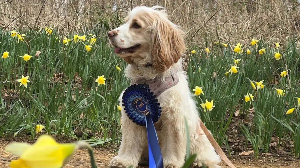 Dogs and Daffs Charity Walk and Fun Dog Show
