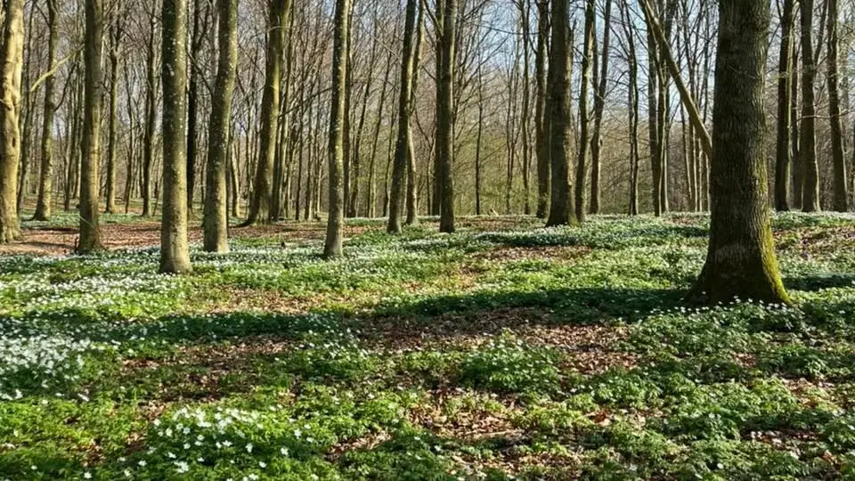 Skogsbad - Shinrin Yoku