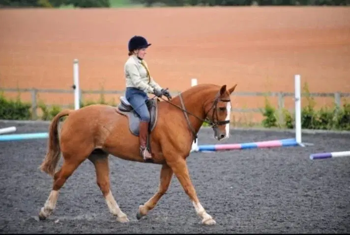 Ludlow Unaffiliated Dressage