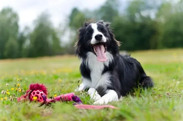 Söndagsmys i Malmö – Tips för en avkopplande dag 15 februari 2026