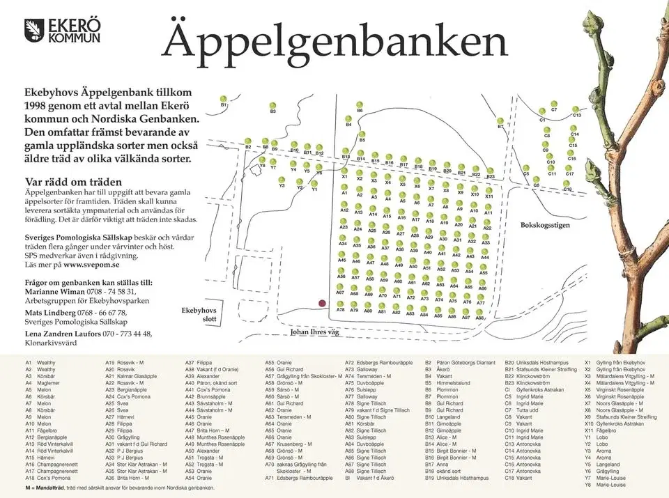 Vi beskär äppelträden på Ekebyhov, Ekerö