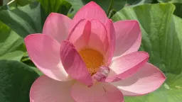 Meditationskoncert - Piano YinYoga