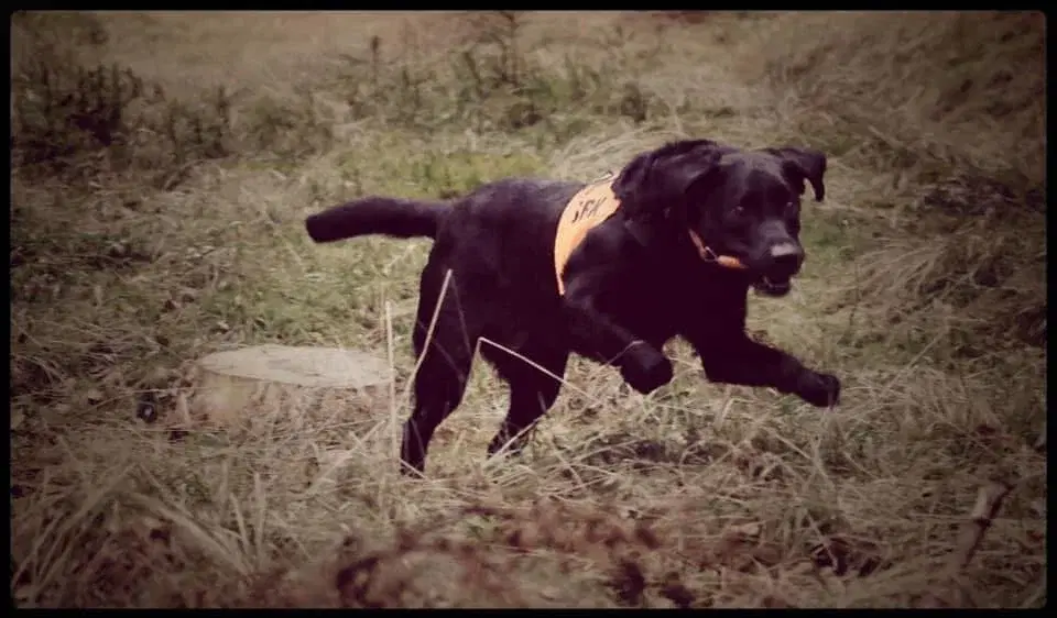 Söktävling lägre, högre & elitklass