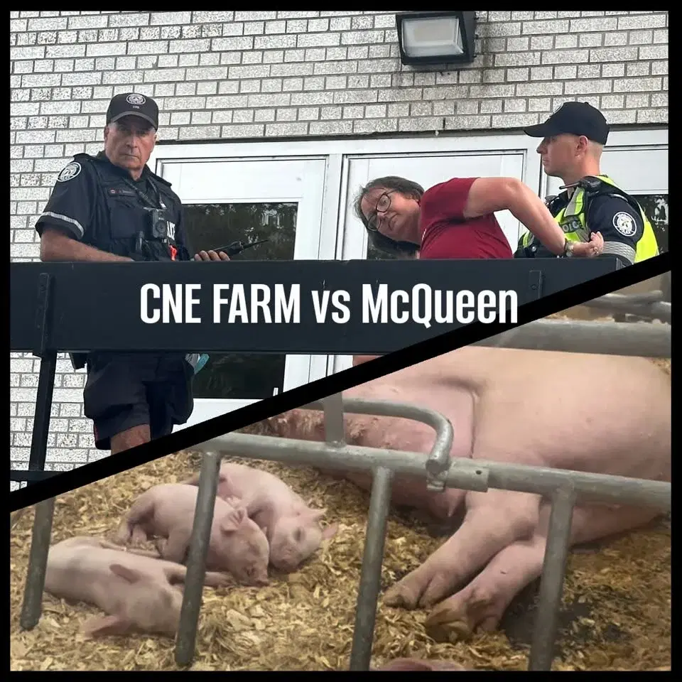 Criminal Trial - Jenny McQueen - CNE Farm Protest