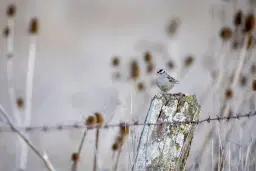 Helig mark – heligt liv, en kristen miljökonferens