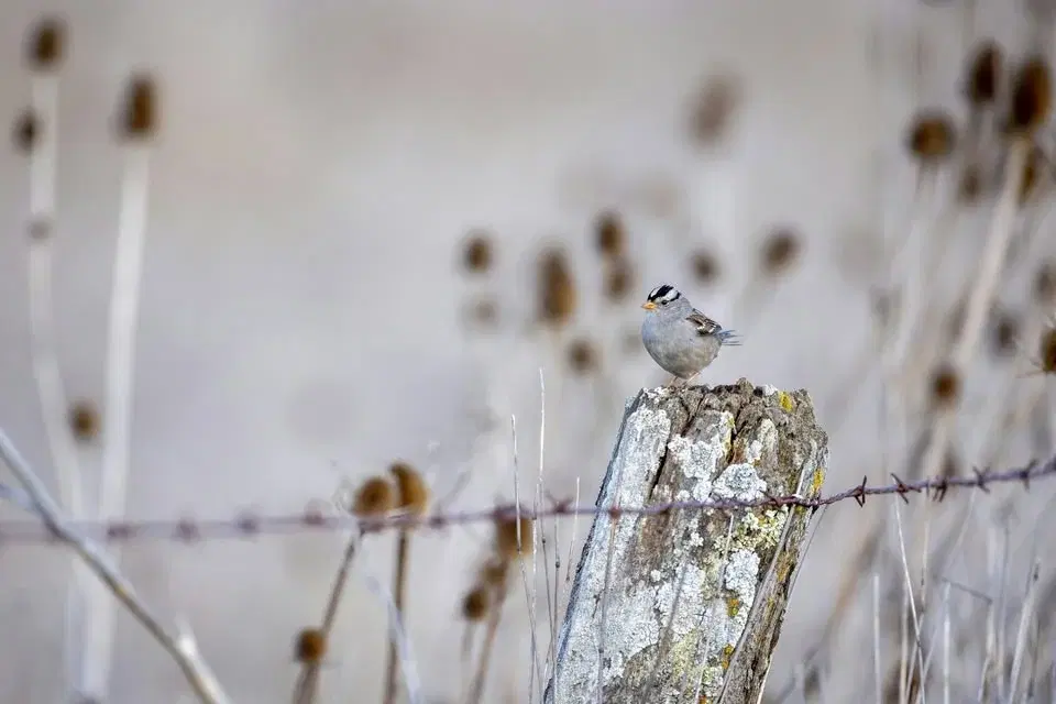 Helig mark – heligt liv, en kristen miljökonferens