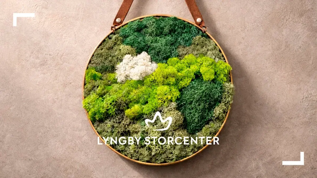 Lav mosbilleder af ægte rensdyrmos