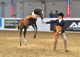 Northern Lights Showing Show 2026