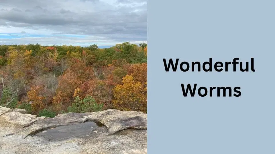 Wonderful Worms