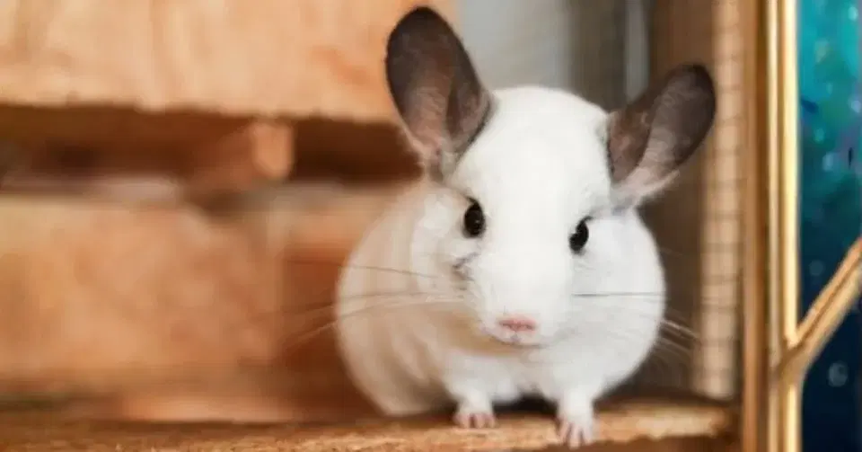 Visit from The Creature Teacher