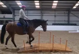 Cross training - Inhand or Ridden