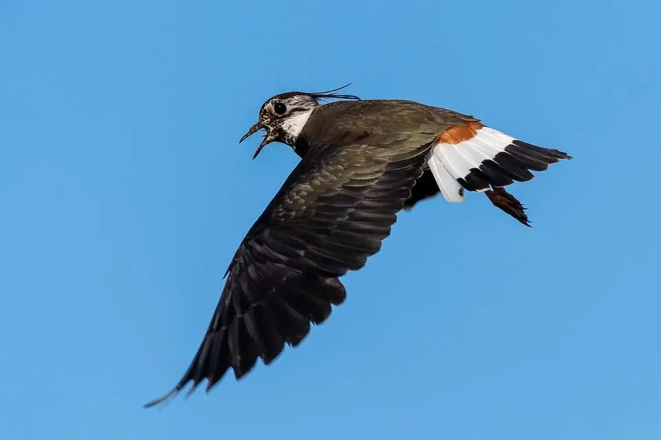 Tofsvipor och andra vårtecken på naturum Tåkern