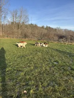 Hundträff Kvarnängens hundgård