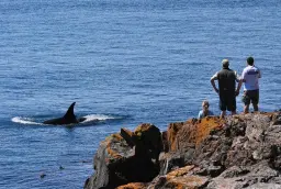Whale Watching Hike - Coastal Whale Migration