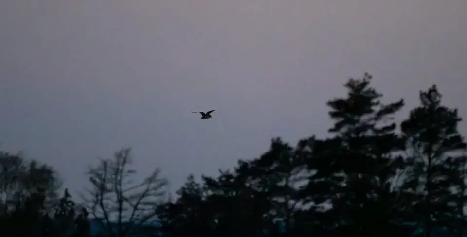 Morkullespel i Tinnerö