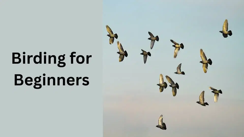 Birding for Beginners