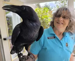 Raven: Bird, Myth, Legend with Marybeth Kaeser and Gerri Griswold