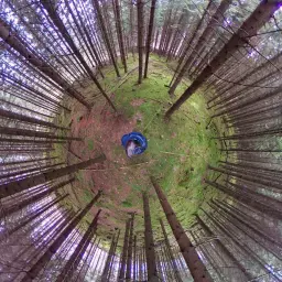 Skog eller granplantager? Hur ser det ut i Höör egentligen?