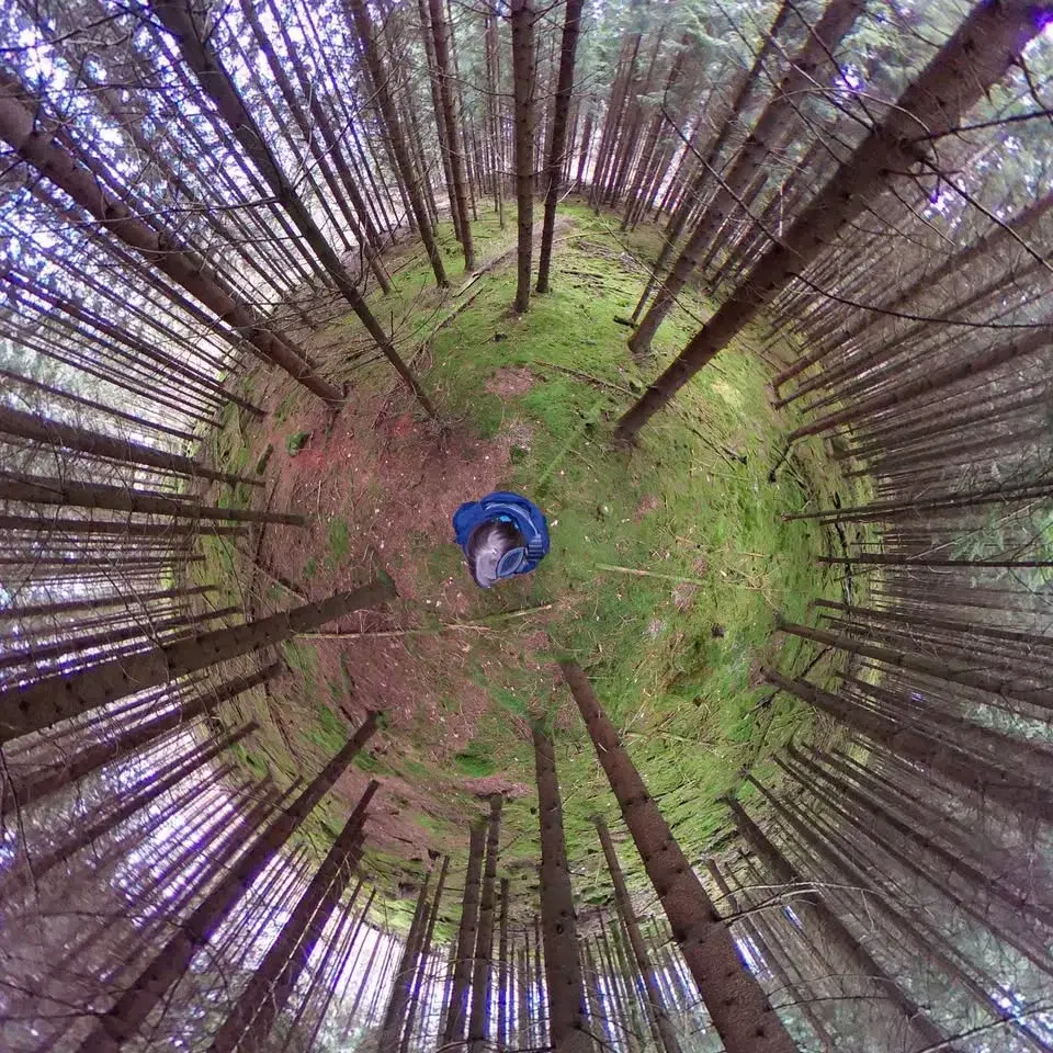 Skog eller granplantager? Hur ser det ut i Höör egentligen?