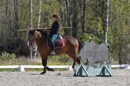 Working equitation - grundkurs 2 dagar