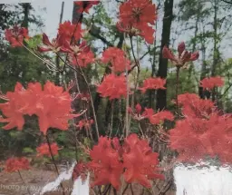 Native Azalea and Wildflower Sale