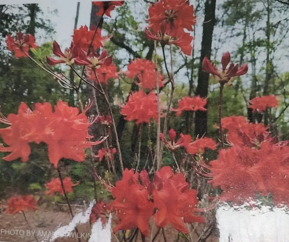 Native Azalea and Wildflower Sale