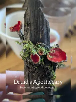 🌳🍯 Druid's Apothecary (potion-making for Grown-ups)