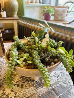 Steeped in Succulents (succulent bowl/terrarium workshop)