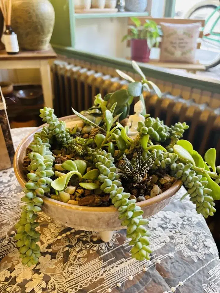 Steeped in Succulents (succulent bowl/terrarium workshop)
