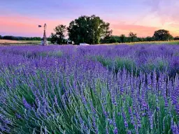 Lavender & Lilies Flower Festival 2026