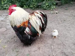 Höns & smådjursmarknad i Vikbyn