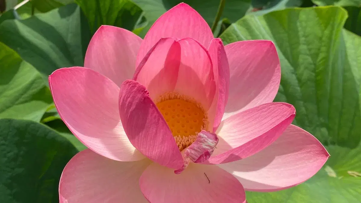 Meditationskoncert - Piano YinYoga