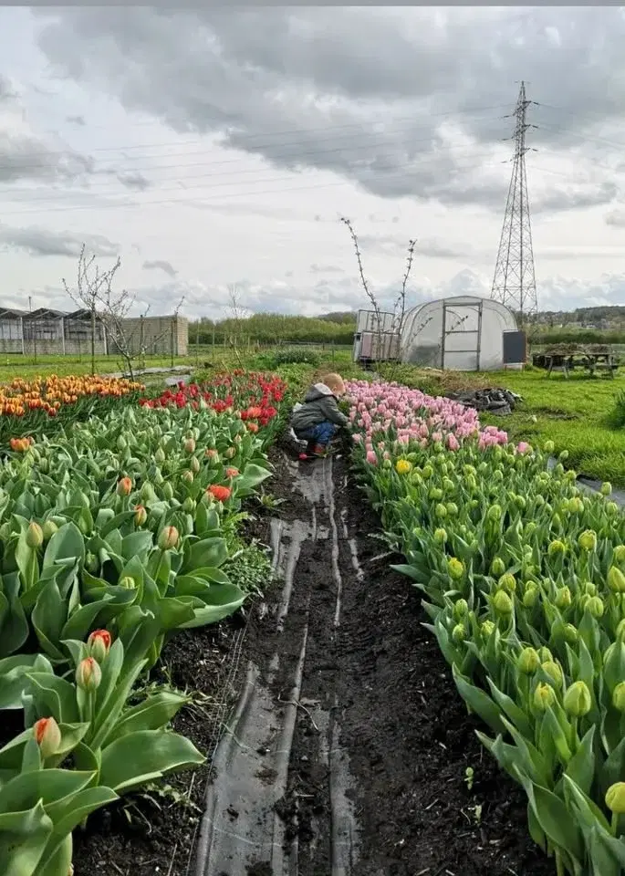 Tulpen-pluk & info-moment