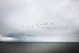 Bokbad med Dag O. Hessen: Fugleperspektivet