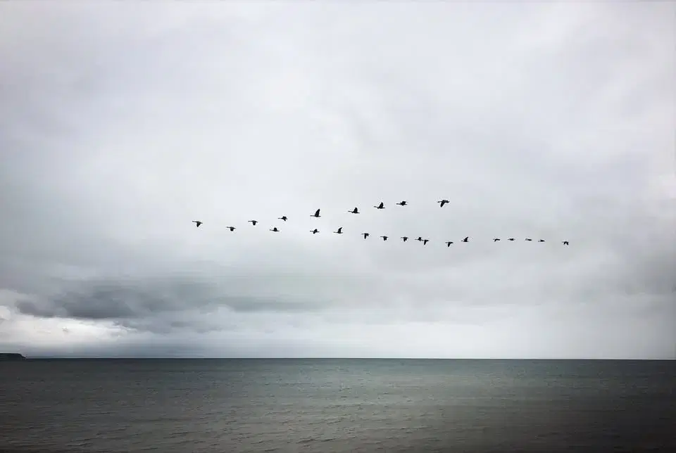 Bokbad med Dag O. Hessen: Fugleperspektivet
