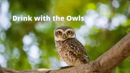 Superb Owl Event