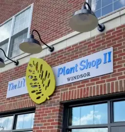 How to Kill a Houseplant