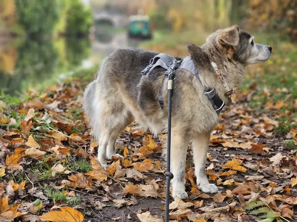 SAA Autumn Fair and Dogfest