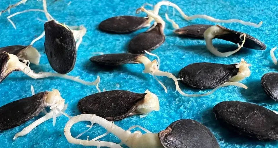 Frörus i Folkets Husby