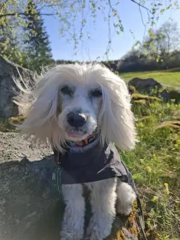 Promenad Djurgården