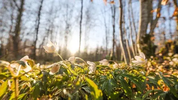 Föreläsning: Växters intelligens