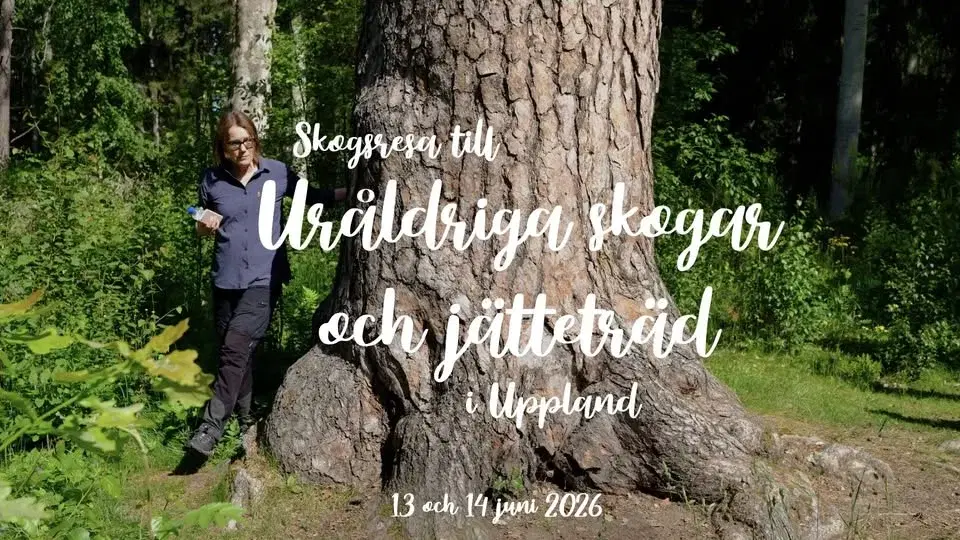 Uråldriga skogar och jätteträd - guidad skogsresa i Uppland