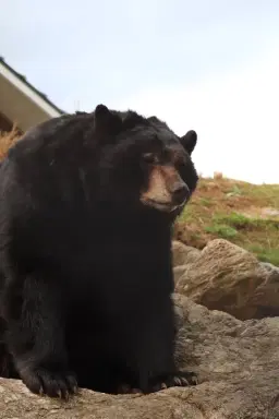 Teddy Bear and Friends Day