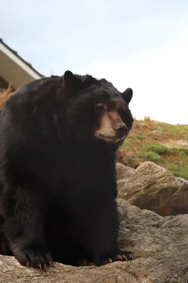 Teddy Bear and Friends Day