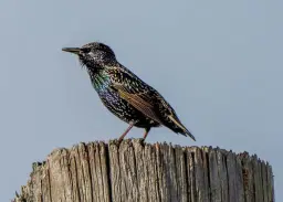 Shakespeareâs Garden: Sensory Hike