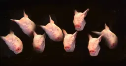 Hemma hos grisarna - extraförestÀllningar!