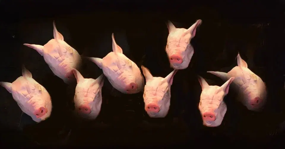 Hemma hos grisarna - extraföreställningar!