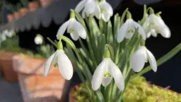 Snödroppar i Orangeriet