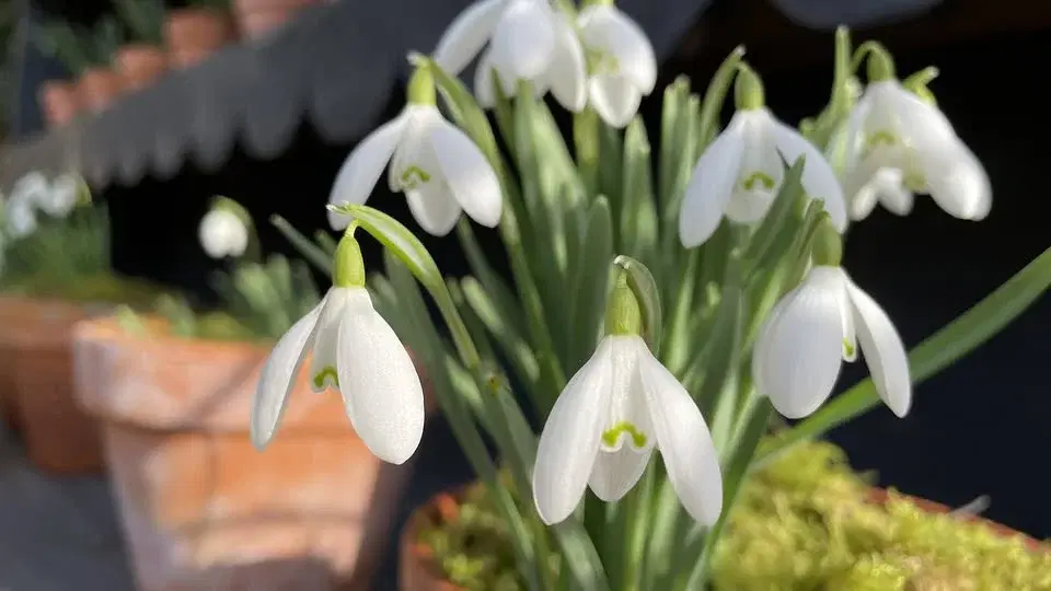 Snödroppar i Orangeriet
